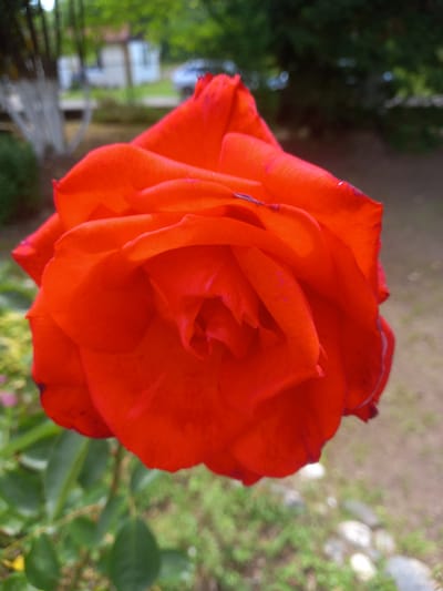 A close-up, eye-level shot captures a vibrant red rose in full bloom. The rose fills the majority of the frame, with its velvety petals unfurling in intricate layers. The background is softly blurred, hinting at a natural outdoor setting. To the left, a hint of green foliage and a distant structure suggest a garden or yard environment. The overall impression is one of natural beauty and a serene moment captured outdoors. This scene is located in Ilori, Abkhazia.