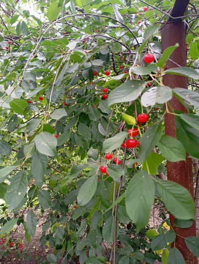 The image shows a close-up view of a cherry tree laden with ripe, red cherries and green leaves. The cherries are small and round, with some clusters containing multiple fruits. They are attached to thin stems that branch off from the tree's limbs. The leaves are oval-shaped with serrated edges and are a vibrant green. A rusty, brown metal pole is visible on the right side of the image, partially obscured by the foliage. The background is filled with more of the tree's branches and leaves, creating a dense, natural environment. The ground beneath the tree is visible at the bottom of the frame, covered with a mixture of soil and fallen leaves, and more cherries. The lighting suggests it is daytime, with diffused light filtering through the canopy. This scene is consistent with a backyard or garden in Krasnoarmeysk, Russia, likely during the summer harvest season. There are no people or animals visible in the image.