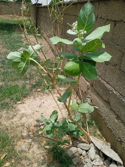 The image depicts a Calotropis procera plant growing adjacent to a grey brick wall. The plant has broad, ovate, green leaves with prominent veins and clusters of white and purple flowers. A green fruit is visible on the plant. The ground is primarily sandy with patches of grass. Debris and rocks are present around the base of the plant near the wall. The location is Mubi, Nigeria.