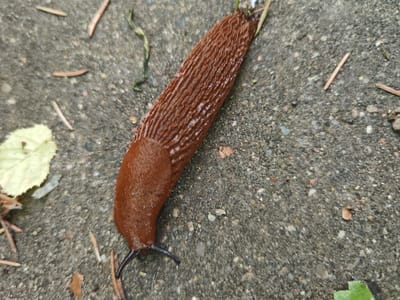 A brown slug with visible wrinkles along its body is on a gray, gritty surface, likely concrete or asphalt, scattered with small pebbles and debris. Several dried pine needles and a single pale yellow leaf are also visible on the surface, as well as a thin strand of green vegetation. The slug is positioned diagonally, with its head, indicated by two dark antennae, facing towards the bottom left of the frame. The background appears to be a natural outdoor environment. The location is identified as Rosinka KP, Russia.