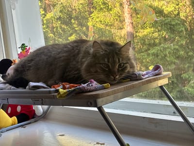 A fluffy, grey tabby cat is lying on a small, portable table with a wooden top, positioned in front of a window. The cat is resting its head on some colorful fabric scraps. Behind the cat, the window reveals a sunlit forest scene with tall trees and green foliage. Sunlight streams through the window, casting a warm glow and creating dappled light patterns.
To the left of the cat, a small, green, cartoonish figurine with large eyes and a pink base is visible. A black Mickey Mouse ear and part of a red and white polka dot outfit can be seen beneath the table, suggesting the presence of a Mickey Mouse plush toy. The table itself has thin, angled metal legs. The windowsill below the window is white and appears slightly worn.
The scene is set indoors, by a window overlooking a natural landscape. The lighting suggests it is daytime, likely late afternoon or early evening given the warm, golden light. The overall mood is peaceful and relaxed, with the cat appearing comfortable and content in its resting spot. There is no visible text in the image.