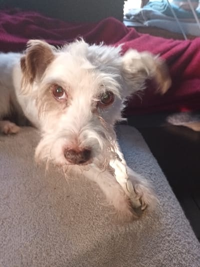 The scene, located in Libramont, Belgium, depicts a small, white, wire-haired terrier-type dog in an indoor setting. The dog is positioned prone, facing the viewer, resting on a light grey, textured fabric surface. Its fur is predominantly white, with light brown markings visible on its floppy ears and around its dark, reflective eyes. The dog's muzzle is covered in shaggy white fur, and a dark, wet nose is discernible. Its right front paw is visible, resting on the textured surface, with a light-colored chew toy or bone positioned near its muzzle and paw. The background consists of a blurred, dark red fabric, with additional indistinct light-colored fabric elements further in the distance. No people are visible in the frame.