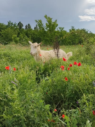 A white goat stands in a field of green grass and red poppies. The goat is facing left and appears to be looking at the camera. The field is surrounded by trees. The sky is cloudy. The image was taken in Mar'yanivka, Ukraine.