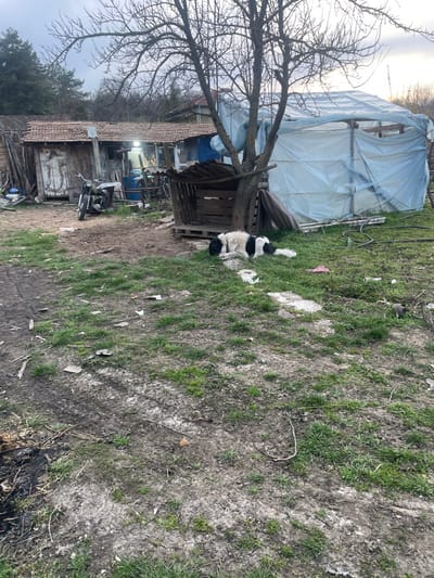 This image depicts an outdoor scene within the city of Topchii, Bulgaria, under an overcast sky. The foreground consists of uneven, mostly dirt ground with sparse patches of green grass, exhibiting tire tracks and scattered debris including cardboard fragments and a dark, charred area on the left.
In the midground, a bare-branched deciduous tree stands prominently. To its right, a crude doghouse-like structure made of wooden pallets with a corrugated roof is positioned. A large black and white dog is lying on the ground in front of this structure, appearing to rest. To the left of the tree, a vintage-style motorcycle with a black seat and chrome components is parked on a dirt path.
The background features several structures. To the left, a dilapidated wooden shed or outbuilding with a tiled roof is visible, with interior lights illuminated through openings. Further back, another building with a tiled roof can be seen. To the right of the central tree, a large, rectangular structure, likely a greenhouse, is constructed from a wooden frame and entirely covered with translucent light blue or white plastic sheeting. Scattered objects, including blue barrels, are present near the structures. A line of mixed deciduous and coniferous trees forms the horizon against a light grey sky. No human figures are present.