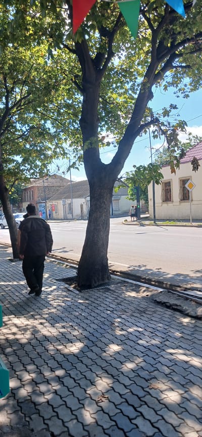 The image depicts a street scene in Ganja City, Azerbaijan. In the foreground, a person wearing a dark jacket and dark pants walks away from the camera on a paved sidewalk. The sidewalk is constructed with interlocking concrete pavers that cast shadows from overhead trees. A large tree trunk is prominent in the mid-ground, situated between the sidewalk and the street. The street itself is asphalt and appears to be a road with vehicles and other pedestrians visible in the distance. Buildings line the opposite side of the street, exhibiting a mix of architectural styles, some appearing older with corrugated roofs. Colorful triangular flags are strung across the upper portion of the image, suspended from trees and possibly poles. The sky is blue with some clouds. The overall environment suggests a sunny day in an urban setting.