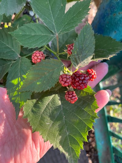The image shows a close-up of a hand holding a branch with several ripe raspberries. The raspberries are a deep red color and are clustered together. The leaves of the raspberry plant are green and serrated. A portion of a human hand, with visible skin texture and pinkish tone, is in the lower left and right of the frame, gently supporting the branch. The background is blurred, but appears to be an outdoor setting with some green foliage and a hint of a blue object. There are also strands of spiderweb visible on the leaves and near the berries. The lighting suggests it is daytime with sunlight filtering through the leaves, creating dappled patterns. There is no indication of the location being Surovka, Russia, within the image itself.