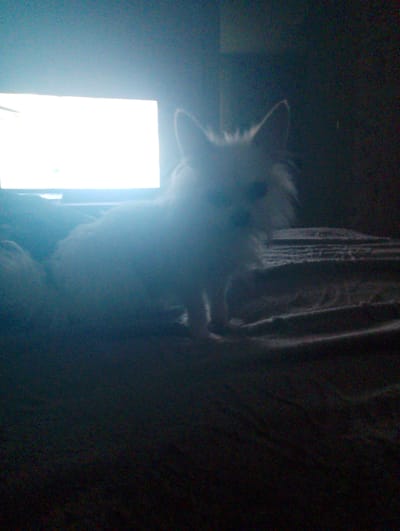 A fluffy white cat sits on a dark bed in a dimly lit room, facing away from the camera. The cat's fur is illuminated by the bright light of a television screen positioned behind and to the left of the animal. The television screen is the primary light source in the image, casting a strong white glow. The rest of the room is in deep shadow, with only vague shapes and textures discernible. The overall impression is one of a quiet, domestic scene, with the cat intently focused on the television.