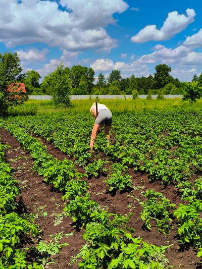 The image depicts a person tending to a potato field under a bright blue sky with fluffy white clouds. The person, wearing light-colored shorts and a white top, is bent over, seemingly working the soil amongst the rows of green potato plants. The field is situated in what appears to be a rural or semi-rural setting, with trees and vegetation forming a backdrop. A red-roofed structure is visible in the distance to the left, and a fence runs along the edge of the field. The soil is dark brown and tilled, with the potato plants showing lush green foliage. The overall scene suggests a summer day and agricultural activity.