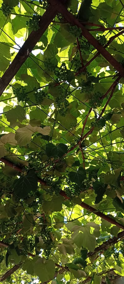 The image shows a close-up, overhead view of a grapevine canopy with developing green grapes and large, green leaves. Thick, dark brown vines crisscross the frame, supporting the foliage and fruit. Sunlight filters through the leaves, creating areas of bright illumination and shadow. The scene appears to be outdoors in a natural or cultivated setting, likely a vineyard or garden. There are no people visible in the image. The location is Berezivka, Ukraine.
