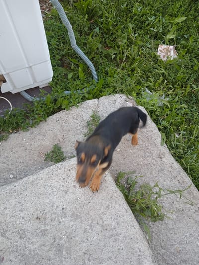 The image depicts an outdoor scene featuring a small, blurred black and tan dog standing on a concrete structure. The dog's face is also blurred due to motion. To the left of the dog, there is a portion of a white washing machine and a gray corrugated hose. The background consists of green grass and some weeds. In the upper right corner of the image, a small piece of floral-patterned fabric is visible amidst the greenery. The scene appears to be in a residential outdoor area. This location is identified as Aznvadzor, Armenia.