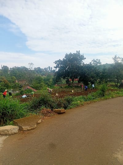 The image presents a vibrant agricultural landscape in a hilly, rural setting, likely in Kecamatan Pangalengan, Indonesia. In the foreground, a paved asphalt road curves along the bottom and right, bordered on the left by large, light-colored concrete blocks and green roadside vegetation.
Beyond the road, a cultivated field stretches across the mid-ground, where multiple individuals are actively engaged in farm work. At least six people are visible, many bending over the soil, suggesting tasks like planting, weeding, or tending to crops. Several workers wear traditional conical hats for sun protection, and white buckets are scattered throughout the field, likely used for carrying materials or produce.
A lush green environment dominates the scene, with dense trees and bushes filling the background and sides of the field. A prominent large tree stands towards the center-right, and beneath its canopy, a small, open-sided shelter or gazebo with a reddish roof can be seen. Further back, more undulating terrain is covered in abundant green foliage, hinting at a series of terraced fields or dense forests.
The sky above is bright and partly cloudy, featuring soft white clouds against a pale blue backdrop, indicating daytime—possibly morning or late afternoon—with diffused sunlight. The overall impression is one of industrious rural life amidst natural beauty. No discernible text is visible in the image.
