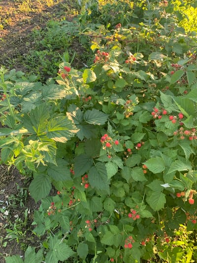 The image shows a close-up view of a raspberry bush laden with ripe red raspberries and green leaves. The bush is situated in a garden or field, with dry soil and sparse vegetation visible in the background, illuminated by warm sunlight. There are no people or animals present. The focus is on the natural growth of the plant and its fruit.