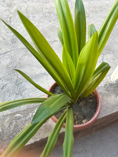 A potted plant with long, green, sword-like leaves is placed on a concrete surface. The plant is in a round, reddish-brown pot filled with dark soil. The leaves are vibrant green with visible parallel veins. Some leaves have a lighter green or yellowish hue towards the tips. The concrete surface appears to be weathered, with some lighter patches and subtle textures. The background is out of focus and shows more of the concrete ground. The lighting suggests it is daytime, with shadows indicating sunlight. The scene is a close-up, overhead view of the plant. The specific location in Shaharkishlak, Uzbekistan, is not visually discernible from the image itself, but it is described as being within that city.