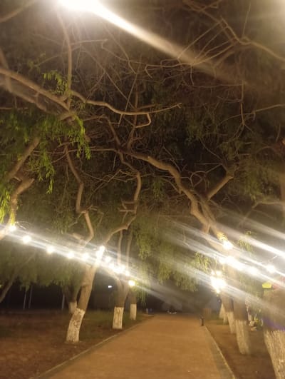The image shows a nighttime scene outdoors, likely in Bosteri, Kyrgyzstan, given the provided context. The primary subjects are several trees with intricate, bare branches, some of which are illuminated by a string of warm, glowing lights. The lights create a festive or inviting atmosphere, casting long streaks of light across the frame and highlighting the textures of the tree bark and foliage.

The setting appears to be a natural or landscaped area, possibly a park or garden. In the background, there is a brick wall or walkway, suggesting a developed area alongside the trees. The time of day is clearly night, with the darkness punctuated by the artificial lights. The weather appears to be clear, as there are no indications of rain or strong winds.

There are no visible people or specific activities taking place in the image. The focus is on the interplay of light and shadow on the trees and the overall ambiance created by the string lights. The image evokes a sense of quiet beauty and perhaps a touch of melancholy due to the bare branches, softened by the warm glow of the lights. There is no visible text in the image.