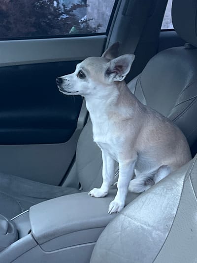 A small tan and white Chihuahua is sitting in the passenger seat of a car. The dog is facing left, looking out the window. The interior of the car appears to be made of gray leather. The exterior scene outside the window is blurred, but appears to be trees and a building. The dog is alert and appears to be relaxed. The image was taken in the city of Kulishi, Ukraine.