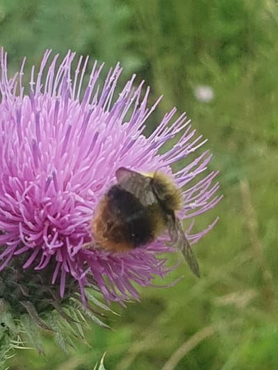 A close-up shot captures a bumblebee on a purple thistle flower. The bumblebee is dark brown and fuzzy with some lighter colored stripes. The thistle flower is a vibrant purple with many delicate petals. The background is a soft green blur, indicating a natural outdoor environment. The image appears to be taken in the city of Smorodinka, Russia, given the context provided.