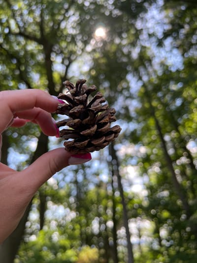 A hand with bright pink painted fingernails is holding a brown pine cone. The background is a blurred forest with sunlight shining through the trees. The image appears to be taken outdoors during the daytime. The location is Brzezinka, Poland.
