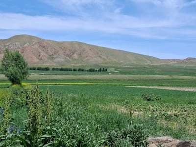 The image shows a vast, agricultural landscape under a bright blue sky with scattered white clouds. In the foreground, lush green grass and tall weeds dominate, with some smaller purple flowers visible. Behind this, a field of vibrant yellow flowers stretches across the middle ground, bordered by more green fields. In the distance, a line of trees stands against a backdrop of rolling hills and mountains. The largest mountain in the background displays a mix of green vegetation and reddish-brown earth, with visible geological striations. A white vehicle and what appears to be a utility pole are discernible in the middle ground. The overall impression is of a rural, possibly agricultural area, consistent with the outskirts of Toguz-Bulak, Kyrgyzstan, characterized by open fields, hills, and a clear sky.