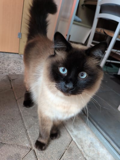 A Siamese cat with striking blue eyes and dark points on its face, ears, and tail stands on a stone patio. Its body is a lighter cream color. The cat is facing forward and appears to be looking directly at the camera. In the background, a light-colored door with a silver hinge is visible to the left, and a partially obscured white chair and part of a table are present to the right. The environment suggests an outdoor or semi-outdoor setting, possibly a courtyard or porch. There is no information in the image to suggest the location is in Sömmerda, Germany.