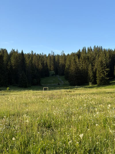 The image depicts a natural landscape in the vicinity of Žunovnica, Bosnia and Herzegovina. The scene is dominated by a vast, sunlit meadow filled with tall green grass and numerous small white and yellow wildflowers. In the foreground, the meadow is dense with vegetation.

Further into the scene, a square wooden frame with a dark, patterned surface stands upright in the meadow. Behind the meadow, a dense forest of tall, dark green coniferous trees forms a wall of foliage, stretching across the midground and background. A path with a wooden fence appears to wind its way up a slight incline within the treeline on the left side of the image.

The sky above is a clear, bright blue, indicating fair weather. The lighting suggests it is either early morning or late afternoon, with the sun casting shadows and illuminating the field. There are no people visible in the image, and the focus is on the natural environment and the man-made structure within it.