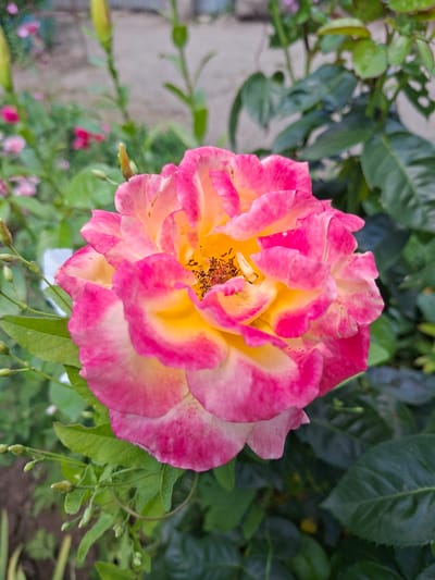 A close-up, eye-level, vertical shot focuses on a single, fully bloomed rose. The rose exhibits a gradient of colors, with vibrant yellow at its center transitioning to bright pink at the petal edges, interspersed with white. The flower is positioned slightly off-center to the right, with its intricate petal structure clearly visible. The background is a blurred garden setting, with green foliage and hints of other pink flowers and green flower buds. The overall lighting suggests an outdoor environment, likely during daylight hours. There are no people or specific landmarks indicating a location in Gorkovskiy, Russia.