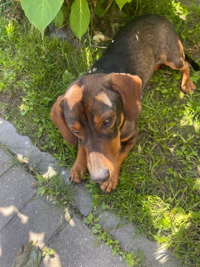 An overhead shot captures a brown and black dachshund lying on grass next to a paved walkway. The dog is positioned on the right side of the frame, with its head turned towards the left, its eyes looking downwards. Sunlight illuminates the dog's face and casts shadows on the ground. Green leaves from an overhead plant partially shade the dog. The walkway, composed of grey rectangular pavers, occupies the left portion of the image, with some grass and small green plants growing between the cracks. The scene appears to be outdoors, possibly in a garden or park.