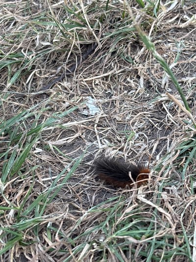 The image shows a woolly bear caterpillar with reddish-brown and black bands, partially obscured by dry grass and green blades of grass. The ground appears to be dirt. The scene is set outdoors, likely in a natural or semi-natural area, given the presence of grass and soil. There are no people or man-made structures immediately visible in the frame. The lighting suggests it could be daytime. The specific location within Ганчарскі сельскі Савет, Belarus, cannot be determined from the visual information provided in the image.