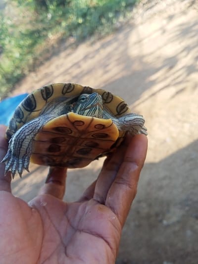 The scene, located in Ketowan, Indonesia, captures a human hand holding a live turtle in an outdoor environment. A dark-skinned right hand, with visible palm creases, supports the turtle from beneath its plastron, with fingers partially wrapped around the shell. The turtle, consistent with a Red-eared slider (Trachemys scripta elegans), is positioned with its ventral side facing the viewer. Its yellow plastron displays several dark, irregular, ovoid markings. The turtle's head, green with prominent parallel light-colored stripes, is extended upwards and to the viewer's left, with visible eyes. Its greyish-green, scaly forelimbs are partially extended, showcasing distinct claws on the visible left foot. The background is out of focus, presenting blurred green foliage in the upper left section and a light brown, possibly earthen or sandy, surface on the right and lower sections, marked by sharp shadows indicative of direct sunlight.