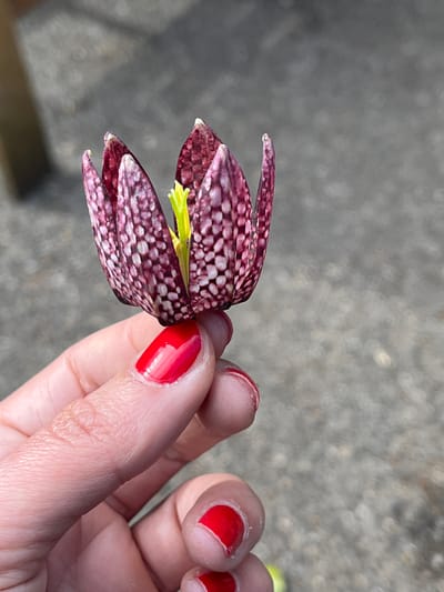 A close-up, high-angle outdoor shot in the Borough of Runnymede, United Kingdom, depicts a fair-skinned human hand holding a single Fritillaria meleagris flower. The hand, with visible thumb, index, and middle fingers, features glossy red nail polish on each fingernail, grasping the flower's stem at its base. The flower exhibits a closed, bell-shaped bloom with distinct checkered patterns of deep purple and light pink/white spots across its petals. A prominent yellow-green stamen is visible at the flower's center. The background is heavily blurred, displaying a uniform grey, textured surface, indicative of pavement or gravel, with a vertical, light-brown, out-of-focus object partially visible in the upper left quadrant.