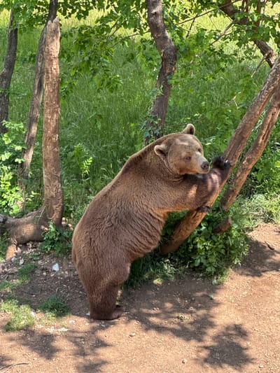 A brown bear stands upright, clinging to a tree trunk in Gornje Mrke, Montenegro. The bear is positioned between the tree and a grassy area, with its fur a dark brown shade. The ground is a mix of dirt and sparse vegetation, while other trees with green leaves surround the scene.