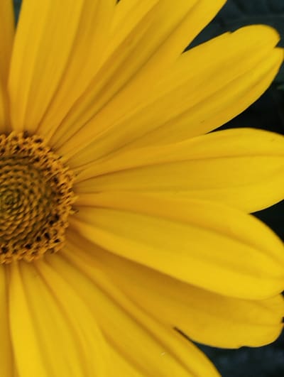 A close-up, eye-level, horizontal shot focuses on the vibrant yellow petals and the dark center of a large flower, likely a sunflower given the context of Ukraine. The flower's petals radiate outwards, with some in sharp focus and others softly blurred, creating a sense of depth and movement. The texture of the petals is subtly visible, showing fine lines and gentle curves. The central disk of the flower is a rich brown, with a textured, almost seed-like pattern arranged in concentric circles.
The background is a deep, dark green, providing a strong contrast that makes the yellow of the flower pop. This dark background suggests the flower is growing outdoors, possibly in a garden or field, and the lighting indicates it's daytime. There are no people or animals visible, and no text is present. The image captures the natural beauty and intricate details of the flower, emphasizing its color and form. The overall mood is one of natural serenity and focused admiration of the plant's structure.