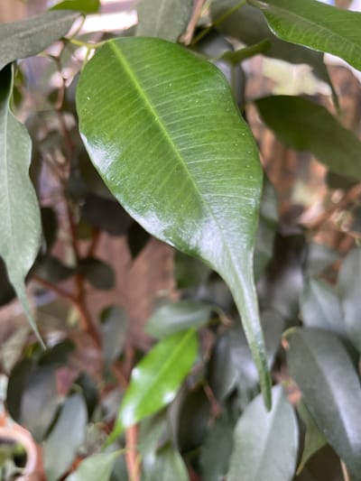The image shows a close-up of a green leaf from a Ficus benghalensis plant. The leaf is elongated with a pointed tip and prominent veins. It is shiny, indicating it may have been recently watered or is naturally glossy. The background is blurred, showing other leaves of the same plant in various shades of green and brown, as well as some reddish-brown stems. The lighting suggests an indoor environment, possibly near a window. There is no indication of location within the city of Piatra-Neamț, Romania.