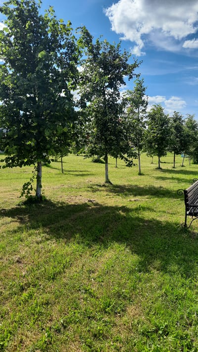 The image depicts a park scene on a sunny day, likely in Smarhon, Belarus. The foreground is dominated by lush green grass, with some patches showing signs of dryness. A park bench, made of dark wood and ornate metal, is visible in the upper right portion of the frame, casting a distinct shadow across the grass. Behind the bench, a line of evenly spaced trees stretches into the distance. These trees are young to moderately aged, with green foliage that partially obscures the sky. The sky itself is a vibrant blue, dotted with fluffy white clouds, indicative of fair weather.

The perspective is from ground level, looking upwards and across the park. The lighting suggests it is daytime, likely late morning or early afternoon, given the strong shadows cast by the bench and trees. The overall mood is peaceful and serene, typical of a calm day in a public park. There are no people visible in the image, focusing the attention on the natural elements and the park's amenities. The trees are arranged in a formal planting, suggesting a well-maintained public space. The scene conveys a sense of quiet relaxation and the simple beauty of a summer day in a park.