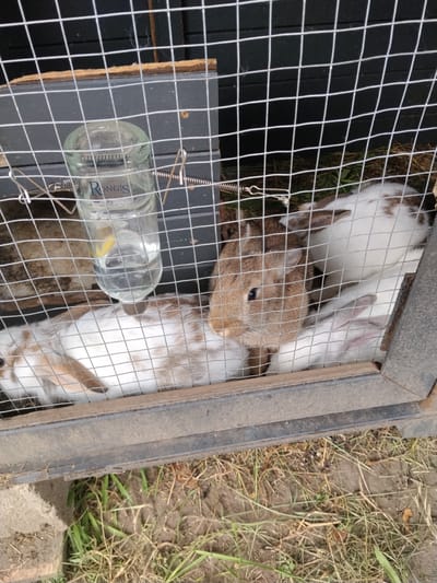 The image shows several rabbits in an outdoor enclosure. A wire mesh cage is visible, with a water bottle attached to the side. Some rabbits are white with brown markings, while others appear to be solid white. The ground outside the cage is covered in dry grass and dirt. The scene appears to be in an urban or suburban setting, as indicated by the presence of a water bottle with a label that reads "RONGIS," a reference to the Rungis International Market, a major wholesale food market located south of Paris, France, and thus the image could be from the city of Rosny-sous-Bois, France.