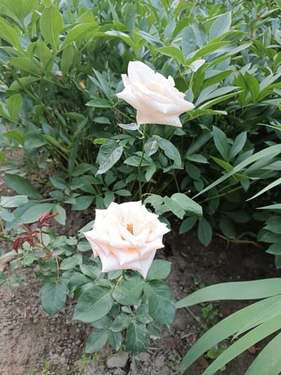 Two pale pink roses are in focus, one above the other, in a garden setting. The roses have multiple layers of petals, and the stamens are visible in the center of the lower rose. They are surrounded by lush green foliage, including the leaves of the rose bushes and other plants. The ground is visible at the bottom of the image and appears to be soil with some small green plants. The lighting suggests it is daytime. The image was captured outdoors in the area of Пярэжырскі сельскі Савет, Belarus.