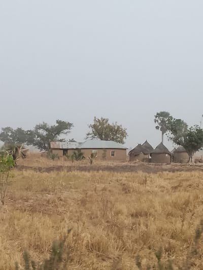 The image displays a rural landscape in Minting Chip, Nigeria, under an overcast, hazy light grey sky. The foreground and midground are dominated by an extensive area of dry, golden-brown grasses and stubble. In the midground, a group of structures is visible. To the left, a rectangular, single-story building constructed of light brown material features a light grey corrugated metal roof and a single small, white-framed window on its visible facade. To the right of this building, three circular, traditional huts with dark brown walls and conical, thatched roofs are present, one partially obscured by vegetation. Several trees with varying degrees of foliage, including a tall palm-like tree, are dispersed across the scene behind and between the structures. No individuals, actions, or interactions are depicted.