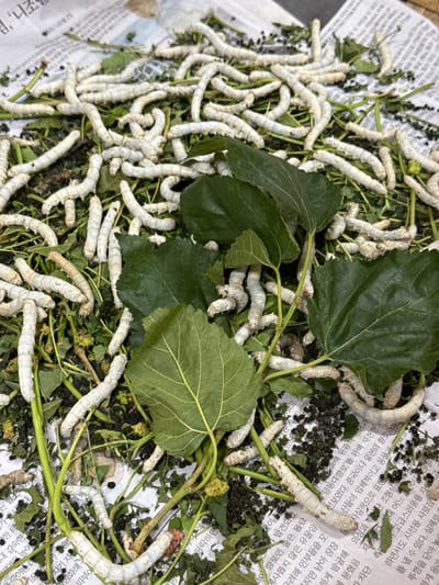 A close-up, overhead view shows a large group of plump, white silkworms clustered on a bed of green mulberry leaves and stems. The silkworms are of varying lengths and are coiled and intertwined with each other and the foliage. Some silkworms are partially obscured by the leaves. The background consists of what appears to be newspaper print, with some of the text visible, suggesting the silkworms are housed in a controlled environment or are being fed on a surface lined with paper. The lighting is even, indicating it may be indoors or under diffused natural light. The image is static, with no discernible action taking place other than the silkworms' presence on the leaves. The exact location in Nam Ban, Vietnam, is not discernible from the visual information presented in the image.