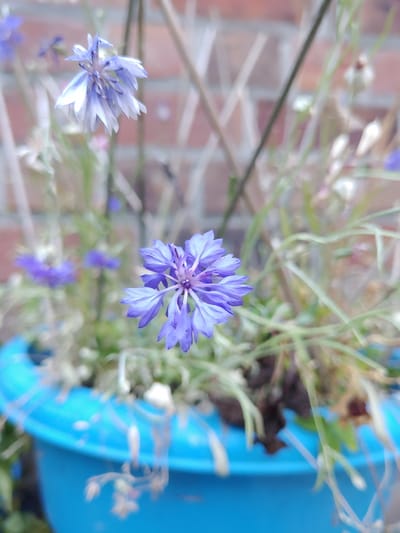 The image is a close-up, shallow depth-of-field photograph of a blue cornflower in a blue plastic pot. The flower is in the foreground and is in focus, with its delicate purple petals fanning out from a central darker purple stamen. The background is blurred, showing more cornflowers, green foliage, and a brick wall. The lighting appears natural, suggesting an outdoor setting. The overall impression is one of delicate beauty and natural growth. The image was taken on May 27, 2024, in Kortrijk, Belgium.