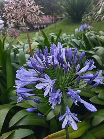 A vibrant close-up captures a cluster of Agapanthus flowers in full bloom, showcasing their delicate purple petals and prominent stamens. The flowers form an umbel shape, bursting from a central point amidst lush green foliage. Behind the blooming flowers, a dried Agapanthus flower head stands tall. In the soft background, a grassy hill and additional greenery create a natural, tranquil setting.