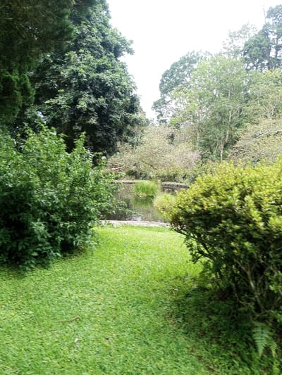 A tranquil outdoor scene features lush greenery, including vibrant green grass and dense bushes framing a small pond or lake. The water's surface reflects the surrounding trees, creating a mirrored effect. Tall trees dominate the background, adding depth and suggesting a secluded, natural setting. The overall impression is peaceful and serene, evoking a sense of calm and escape.