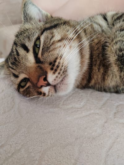 A close-up, eye-level shot captures a tabby cat lying down on a beige, textured surface. The cat's head is tilted, and its green eyes are partially closed, giving it a relaxed or sleepy appearance. Its whiskers are prominent, extending outwards from its nose. The cat's fur exhibits a classic tabby pattern of brown, black, and tan stripes. The background is soft and out of focus, with a hint of a person's arm visible at the top of the image. The surface the cat is resting on appears to be a blanket or fabric with a subtle woven pattern. The scene is indoors, with natural light illuminating the cat. No specific location within the city of Abinsk, Russia, can be identified from the image.