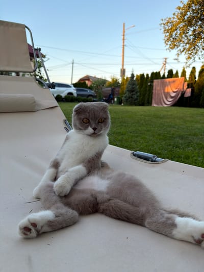 A Scottish Fold cat with grey and white fur is relaxing on a beige lounge chair in a backyard. The cat is in a semi-reclined position, with its front legs extended and its hind legs bent. Its ears are folded down, and its eyes are open and alert. The background shows a green lawn, a row of trees, and houses in the distance. The sky is clear and blue, with the sun setting. The image was taken in the city of Uhornyky, Ukraine.
