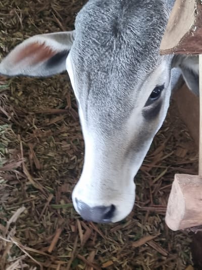 A close-up, top-down shot shows the head of a young grey cow. The cow's face is predominantly light grey with a darker grey muzzle. Its large, dark eye is visible on the right side of its face. The cow's left ear, tipped with a reddish-brown hue, is partially visible on the upper left of the frame. The cow is standing on a bed of straw and wood shavings. In the background, to the right, is a portion of a wooden structure, possibly part of a stall or enclosure. The lighting suggests it is daytime, possibly indoors or under a shaded outdoor area. The image was taken in Laranjal Paulista, Brazil.