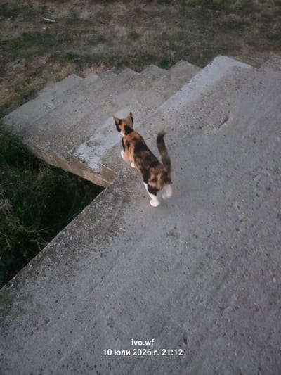 A calico cat is walking up a set of outdoor concrete stairs. The cat is facing away from the camera, with its tail raised. The stairs are worn and appear to be in a somewhat neglected outdoor area. To the left of the stairs, there is an area with dry grass and some vegetation. The background is out of focus and appears to be more grass and dirt. The lighting suggests it is dusk or early evening. The timestamp in the bottom right corner indicates the image was taken on July 10, 2026, at 21:12. The text "ivo.wf" is also present. There is no information available regarding the specific location within the city of Chal, Bulgaria.