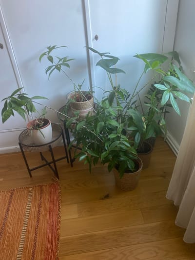 The image depicts an indoor scene, likely a living room or hallway, with several potted plants arranged near a white closet or wall. The flooring is made of polished wooden planks. To the left, a small, round, black metal side table with a wicker top holds a white pot containing a plant with long, thin, green leaves. Behind it, a larger wicker pot with a plant featuring thin, elongated, segmented stems and small leaves sits on a similar black metal side table.
In the center and right of the image, a cluster of larger potted plants are arranged on the floor. One plant, in a terracotta pot, has lush green foliage with some yellowing on one leaf. Another plant, in a round, woven pot, has slender, cascading stems and small, pointed green leaves. To the far right, a tall plant with large, paddle-shaped leaves and a striped stem is visible. A sheer, cream-colored curtain hangs on the right side of the frame, partially obscuring a section of the white wall and a radiator. A small, textured, orange and red rug is placed on the floor in the lower left corner of the image. The overall impression is one of a well-lit indoor space decorated with a variety of houseplants. There is no indication of the specific location within the city of Hildesheim, Germany.