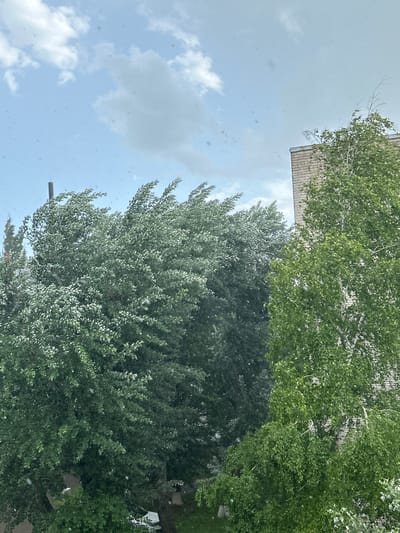 The image shows a view looking up into the sky, partially obscured by trees. Patches of blue sky with white clouds are visible. The tops of two trees fill the frame, one with darker green foliage and the other with lighter green or silver-tinged leaves. A building is partially visible in the upper left corner. The image's focus suggests observation from ground level. There are no people visible, and the objects are mostly natural elements. Without additional context, a precise location in Raduga, Russia, cannot be determined.