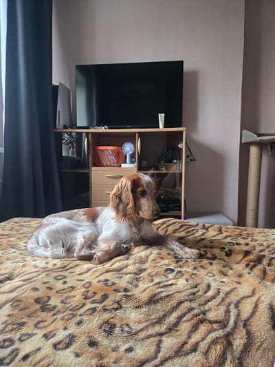 An adult dog, possibly a Spaniel mix, with liver and white spotted fur, lies on a bed covered with a leopard-print throw. The dog is resting its head on its paws and looking to the right. In the background, a television is mounted on a shelf unit, with various items displayed on the shelves, including a small blue fan and an orange basket. To the left of the television, a dark curtain hangs. The room appears to be a bedroom, possibly in an apartment in the city of Kimry, Russia, given the context provided by the user. The walls are a pale pinkish-brown and textured. To the right of the television stand, a cat tree is visible.