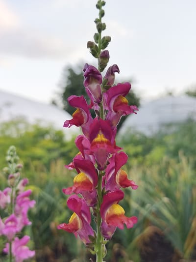 A close-up, vertical shot captures a cluster of pink and yellow snapdragon flowers in bloom. The flowers are arranged in a tall, spire-like formation, with individual blossoms featuring distinct upper and lower lip structures. The background is a soft, blurred tapestry of green foliage and white dome-shaped structures, suggesting a botanical garden or greenhouse setting. The sky above is a pale, overcast grey. The scene is devoid of any human presence or activity. The location of Семилетка, Russia is not discernible from the visual information provided in the image.