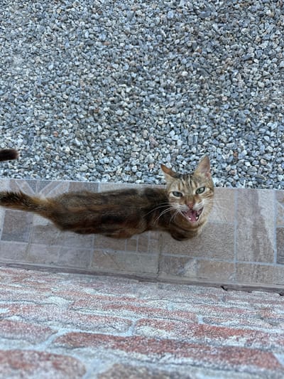 A tabby cat with green eyes is pictured from a high angle. The cat is in the foreground and is on a tiled surface. Behind the cat is a wall made of gray gravel. The cat is facing the camera with its mouth open, as if meowing or yawning. The cat's fur is a mix of brown, black, and orange. The cat's tail is to the left of the frame and is also visible. The tiled surface has a pattern of light brown and gray squares. The gravel wall is made up of small, irregular-shaped stones. The lighting suggests it is daytime.
