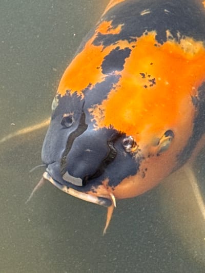 The image shows a close-up of a fish's head. The fish has a mottled pattern of orange and dark gray/black coloration. Its eyes are visible, and it has barbels extending from its mouth. The fish is submerged in water. The location of Grevenmacher, Luxembourg is not evident in this image.